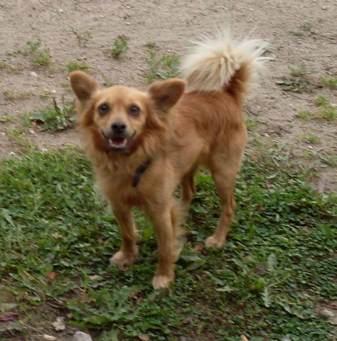 Фердинанд - оригинал