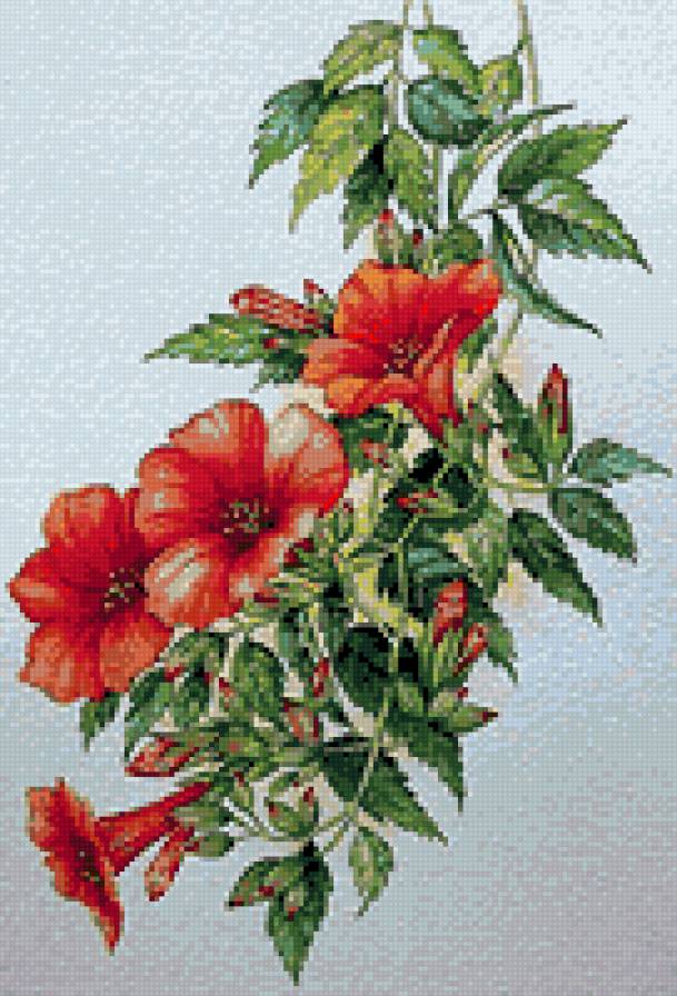 Въюнок - цветы - предпросмотр