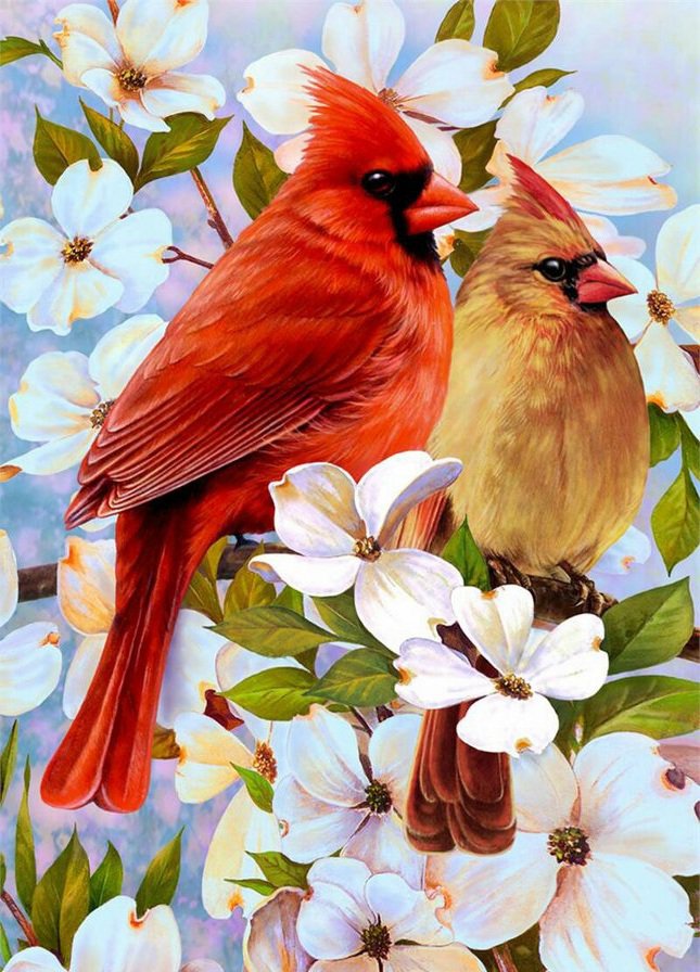 Пара кардиналов - птицы - оригинал