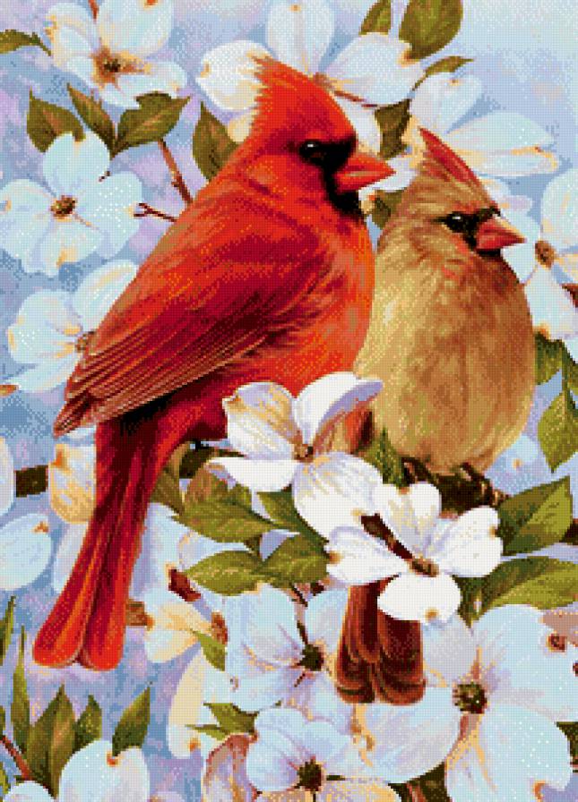 Пара кардиналов - птицы - предпросмотр