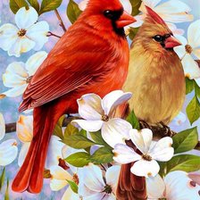 Пара кардиналов