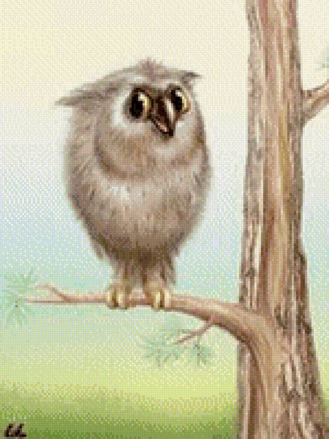 Сова на ветке - сова, птицы, рисунок - предпросмотр