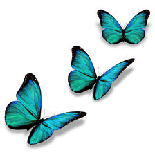 Оригинал схемы вышивки «Бабочки» (№701351)