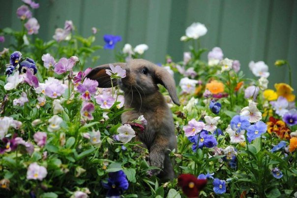 Кролик в цветах - кролик, анютины глазки, заяц, сад, виола - оригинал