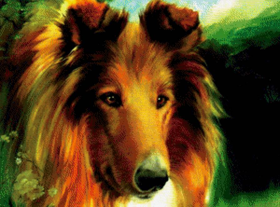 колли - собака, колли - предпросмотр