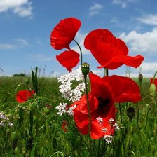 Схема вышивки «Маки»