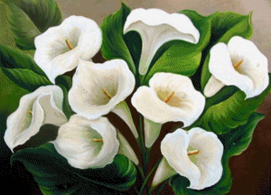 Каллы - букет, цветок, цветы - предпросмотр