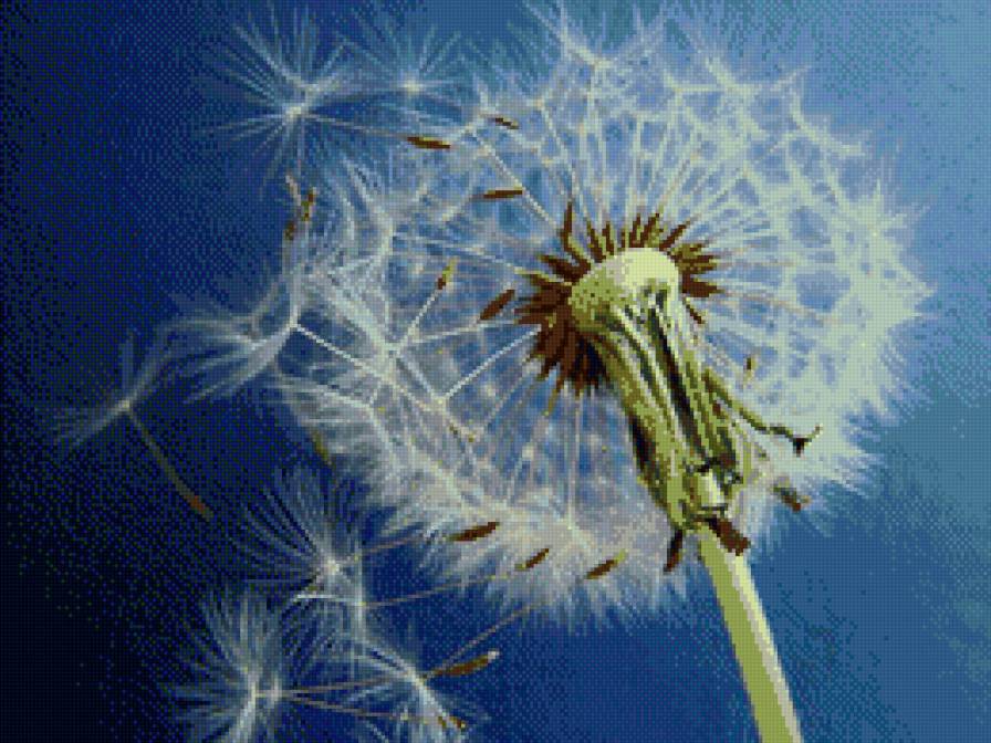 одуванчик - цветы, одуванчик - предпросмотр