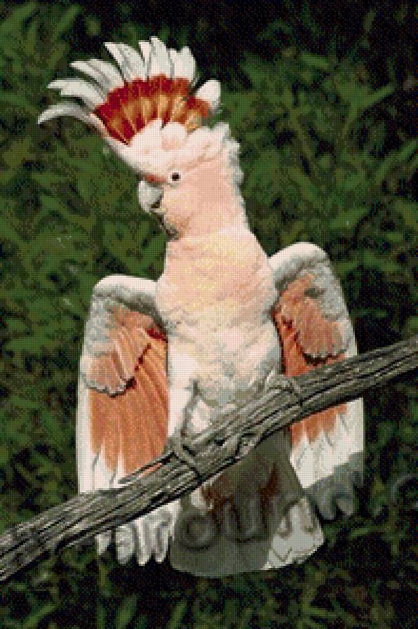 попугай - предпросмотр