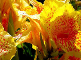 цветы - оригинал