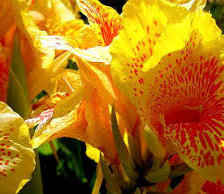 Схема вышивки «цветы»