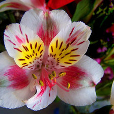 Схема вышивки «цветы»