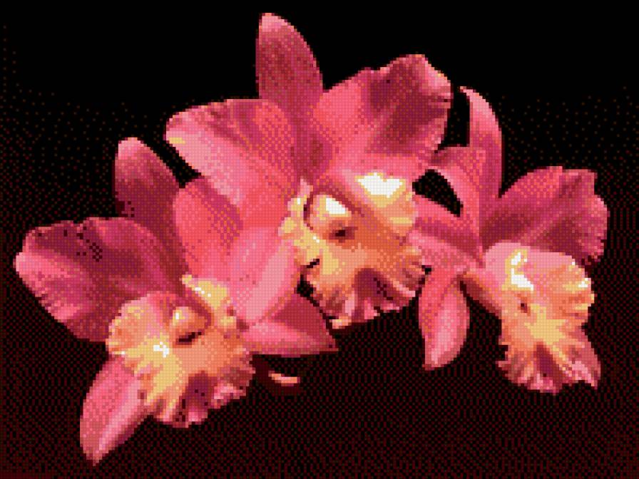 орхидеи - цветы - предпросмотр