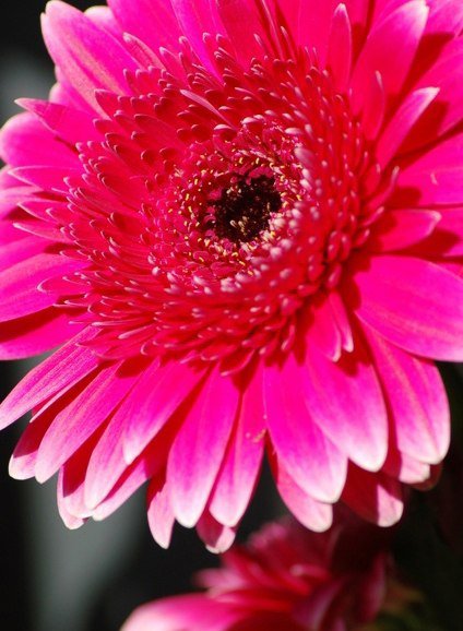 №702337 - цветы, герберы - оригинал