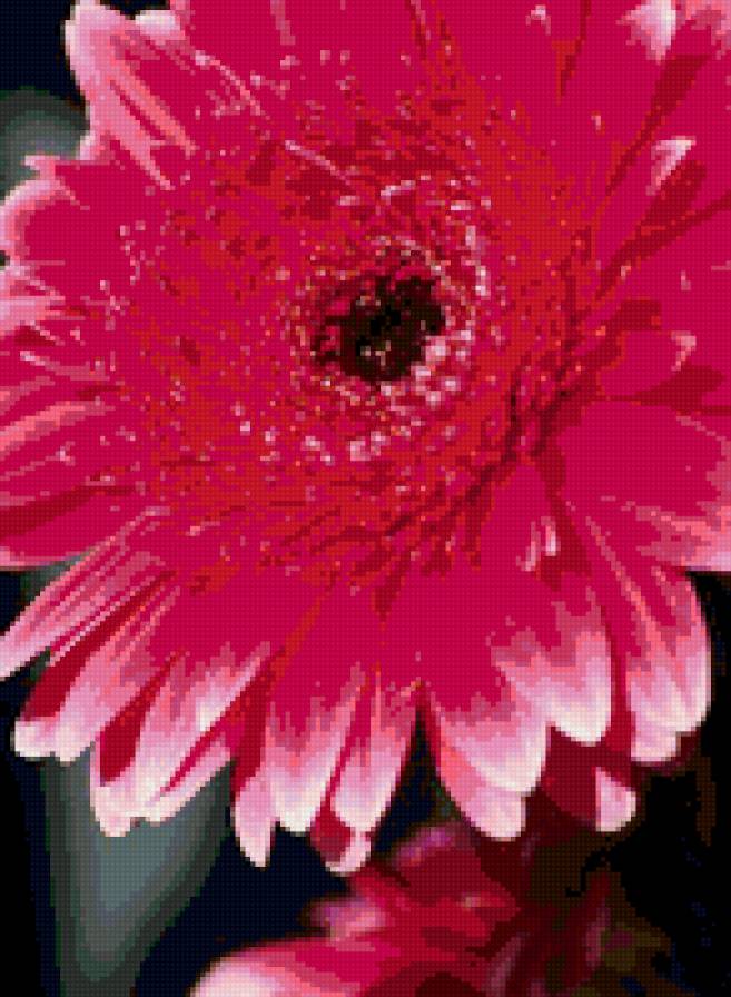 №702337 - герберы, цветы - предпросмотр