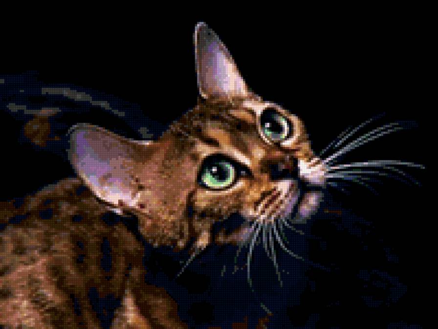 №702353 - кошки, животные, котенок, звери - предпросмотр