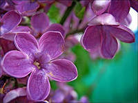 Схема вышивки «сирень»