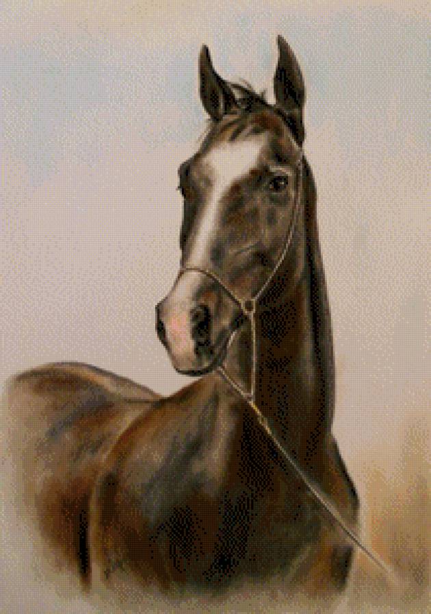 Алмаз - кони, животные, лошади - предпросмотр