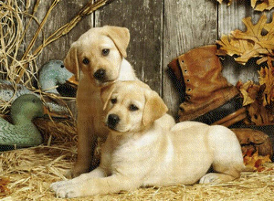 щенята - собаки, собака, щенки - предпросмотр