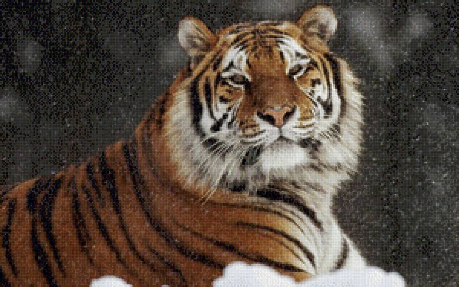тигр - дикие животные, тигр, кошка - предпросмотр