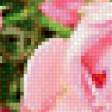 Предпросмотр схемы вышивки «букет роз» (№702666)