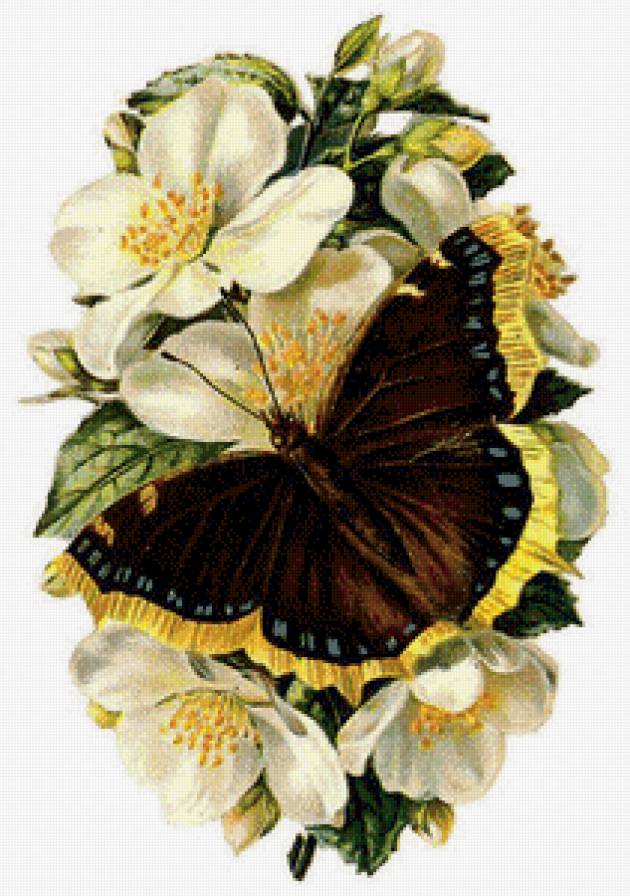 Бабочки - бабочки - предпросмотр