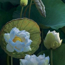 Оригинал схемы вышивки «лотосы» (№702976)