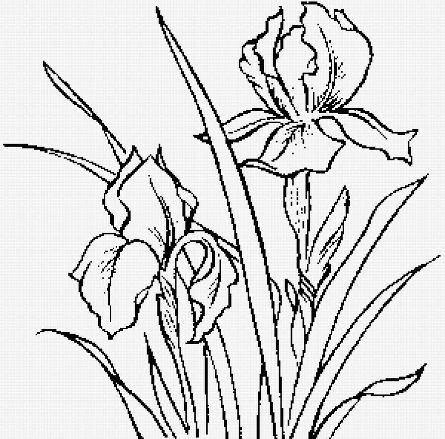 ирисы - монохром, ирисы, графика, цветок - предпросмотр