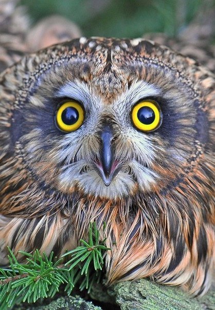 №703116 - оригинал