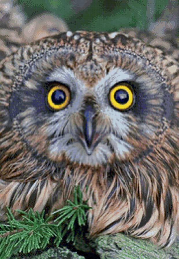 №703116 - предпросмотр