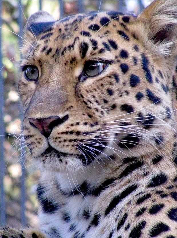 кошечка - оригинал