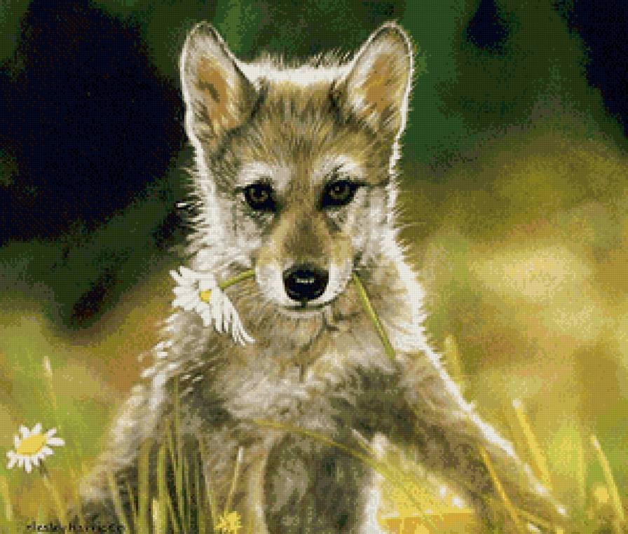 влюбленный волчонок - волки, взгляд, животные, природа, цветы - предпросмотр