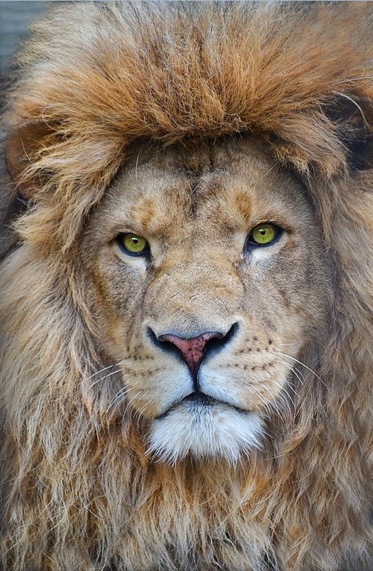 портрет льва - оригинал