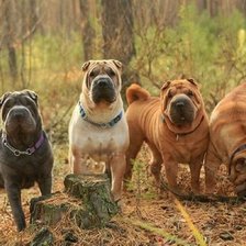 Схема вышивки «банда»