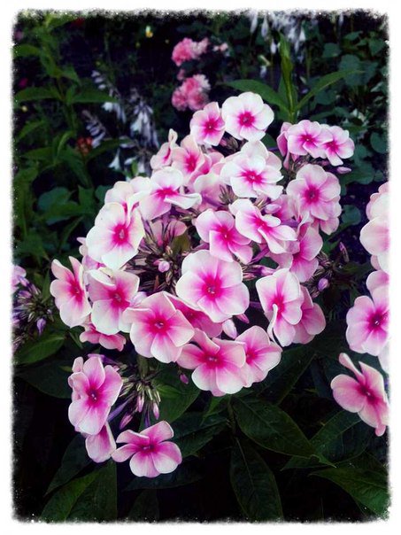 цветы - оригинал