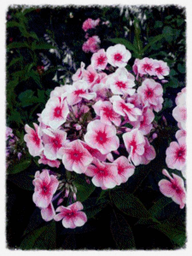 цветы - предпросмотр