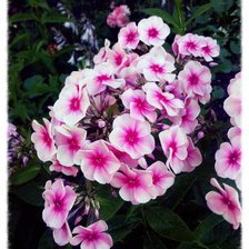 Схема вышивки «цветы»