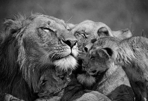 семья львов - лев - оригинал