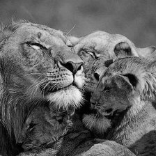 Схема вышивки «семья львов»