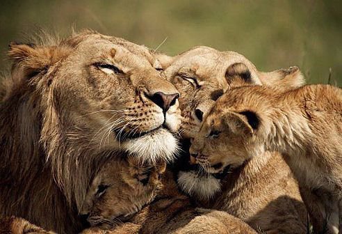 семья львов цвет - оригинал