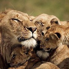Схема вышивки «семья львов цвет»