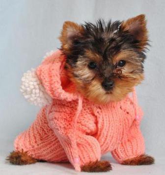 Йоркширский терьер - оригинал