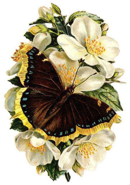 №703717 - цветы и бабочки - оригинал