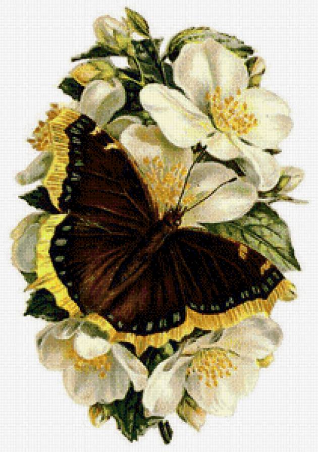 №703717 - цветы и бабочки - предпросмотр