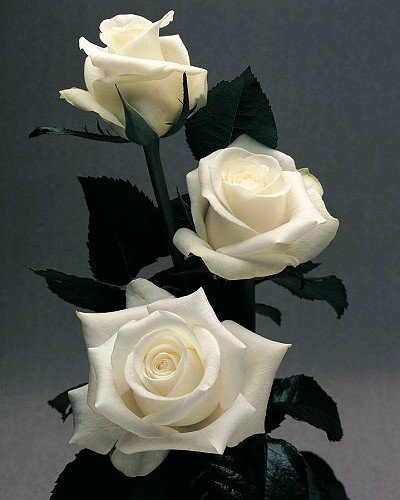 №703726 - розы - оригинал