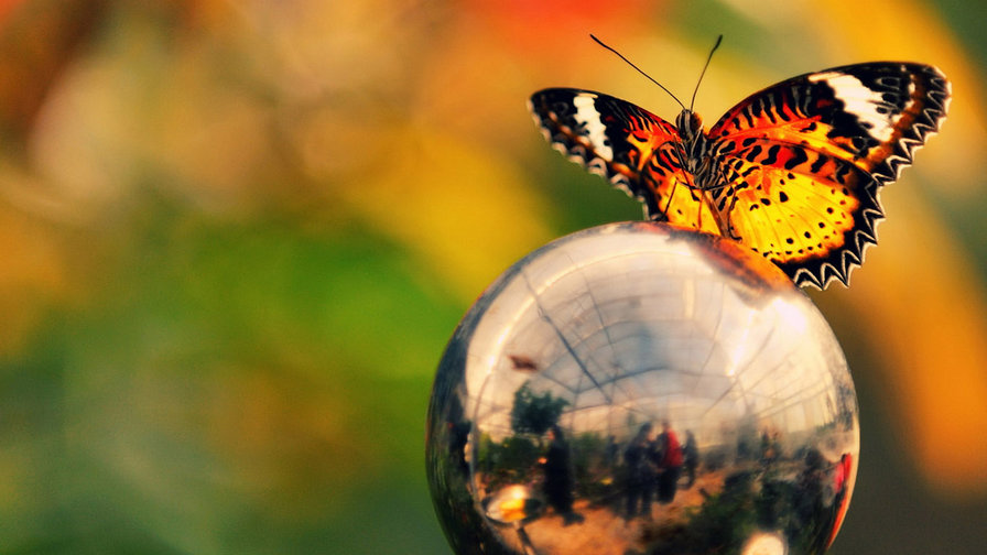 Бабочка - шар, природа, бабочки - оригинал