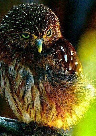 Совушка - закат, птицы, сова - оригинал