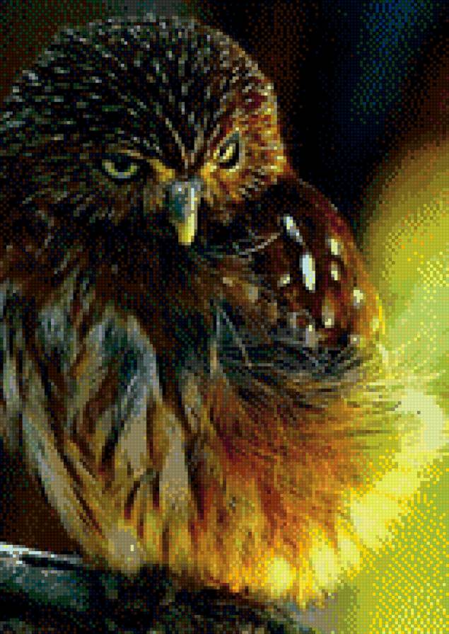 Совушка - закат, птицы, сова - предпросмотр