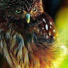 Схема вышивки «Совушка»