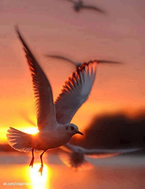 Чайки - птицы, море. закат, чайка - оригинал